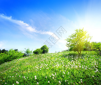 绿草地上的荒漠地平线农场草地季节植物土地树木阳光场地草本植物图片