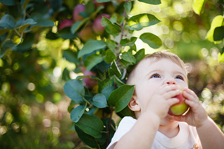 吃苹果的婴儿晴天孩子童年食物水果场地男生果园孩子们家庭图片