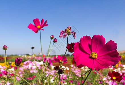 白花和粉红花紫色农村场地森林草地季节花园公园天空花瓣背景图片