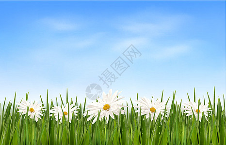 绿草 鲜花和蓝天空的自然背景叶子太阳季节环境框架宏观公园晴天草地蓝色图片