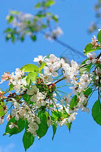 樱花花植物天空花瓣花园叶子水果蓝色白色树叶绿色图片