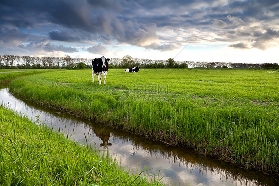 两头黑白的牛 在牧草上图片