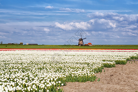 白色 红色郁金香和荷兰风车图片