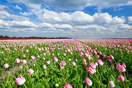 荷兰田地和蓝天空上的粉红色郁金香图片