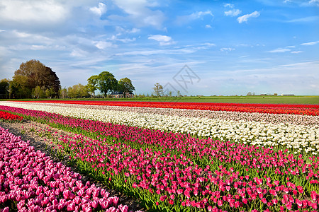 Alkmaar 的彩色郁金花季节灯泡橙子生长蓝色农家农田阳光农业地平线图片