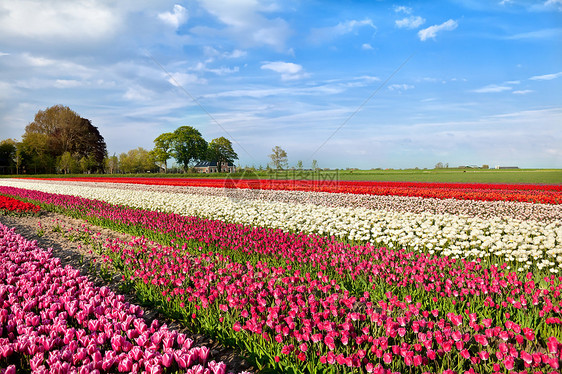 Alkmaar 的彩色郁金花季节灯泡橙子生长蓝色农家农田阳光农业地平线图片