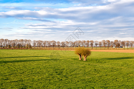 荷兰农田上的绿草地图片