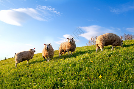 春天阳光明媚的牧场上的白羊图片