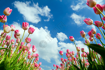 蓝色天空上的粉红色郁金香农业文化叶子农田生长灯泡风景季节农村农场图片