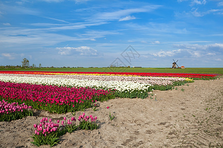 Alkmaar地区多彩的郁金园和风车图片