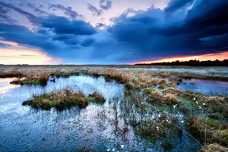 日落时在沼泽上开花的棉花草荒野橙子天空乌云戏剧性淋浴风景植物反射棉草图片