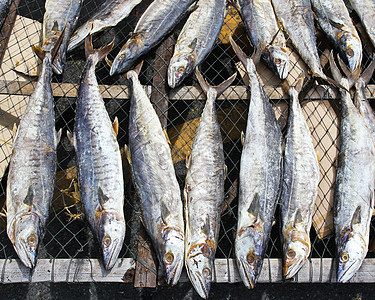 阳光之下干涸的咸咸鱼美食食物调味品动物盐渍熏制太阳小吃海鲜美味市场背景图片