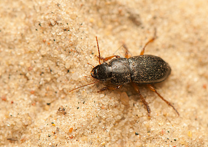 亚甲二氧基苯地面眼睛收藏昆虫学漏洞宏观盖子荒野动物群甲虫图片
