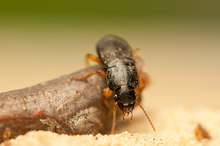 亚甲二氧基苯地面触角眼睛野生动物生物学盖子鞘翅目天线昆虫学捕食者图片