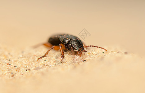 亚甲二氧基苯照片捕食者触角昆虫学甲虫天线宏观动物群昆虫收藏图片