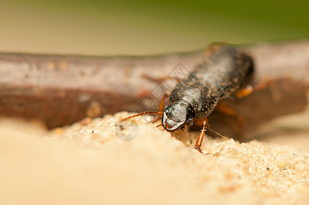 亚甲二氧基苯天线荒野捕食者昆虫学动物照片甲虫动物群盖子眼睛图片