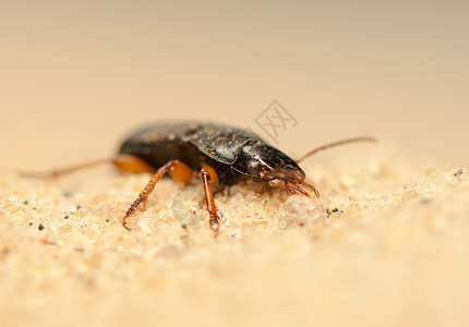 亚甲二氧基苯昆虫触角鞘翅目甲虫地面盖子照片荒野野生动物生物学图片