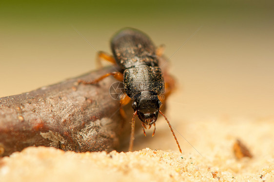 亚甲二氧基苯照片触角昆虫地面天线鞘翅目捕食者野生动物眼睛生物学图片