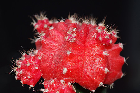 红仙人掌叶子沙漠危险植物学花园多刺绿色植物群生长肉质图片