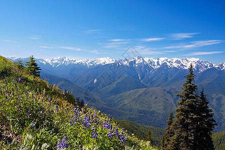 飓风脊草地野花花朵爬坡风景山峰远足公园顶峰森林图片