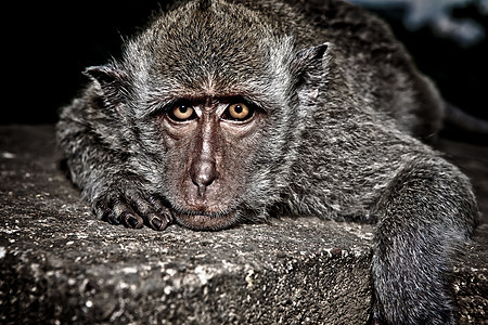 巴厘猴子的美丽肖像图片