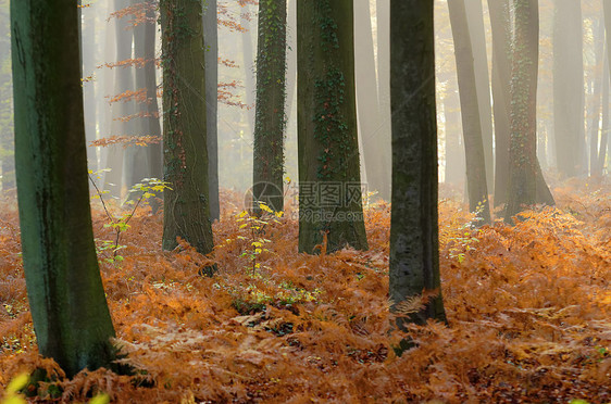 森林薄雾木头林地蕨类树干灌木丛图片