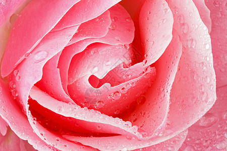 粉红玫瑰 有水滴宏香气婚礼植物群飞沫花瓣生长脆弱性礼物香味工作室图片