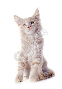 小猫眼睛宠物工作室动物棕色背景图片