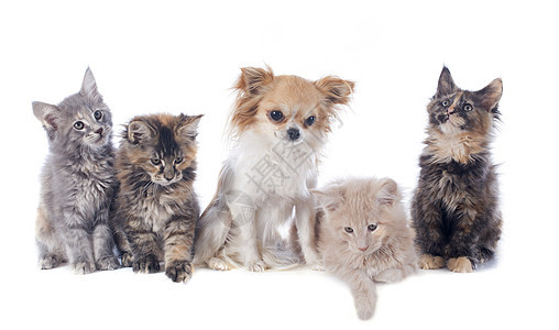 小猫和吉华小猫朋友们宠物动物友谊眼睛棕色团体工作室图片
