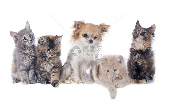 小猫和吉华小猫朋友们宠物动物友谊眼睛棕色团体工作室图片