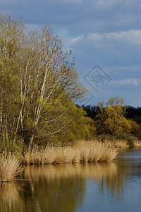 Reedy 湖边野生动物叶子森林风景池塘植物荒野蓝色生物学假期图片