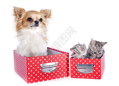 孟加拉小猫和吉娃娃工作室盒子工艺豹纹友谊宠物动物灰色警觉红色图片
