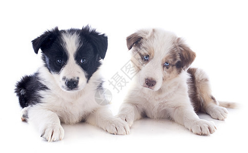 小小狗边疆白色动物犬类小狗牧羊犬蓝色棕色眼睛宠物黑色图片
