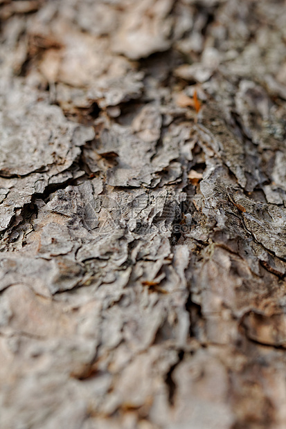 松树的树皮木材树干宏观植物棕色环境季节生长森林木头图片