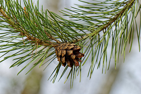 松树枝上的圆锥绿色插图棕色宏观森林松树季节性锥体松针针叶树图片