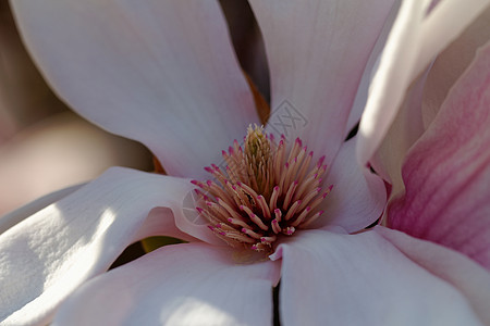 Magnolia 树植物学叶子季节花园阳光照射蓝色脆弱性乔木快乐植物图片