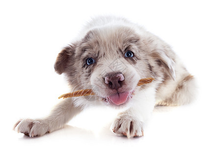 吃小狗的边角羊肉犬类报酬牧羊犬食物棕色蓝色动物宠物白色眼睛图片