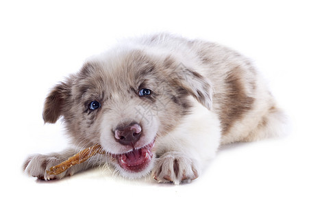 吃小狗的边角羊肉报酬蓝色白色牧羊犬宠物动物棕色犬类眼睛食物图片