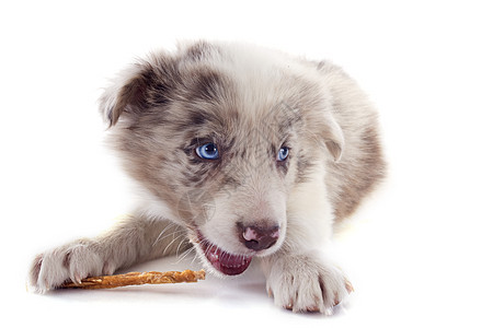 吃小狗的边角羊肉棕色宠物牧羊犬白色食物蓝色报酬眼睛动物犬类图片
