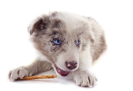 吃小狗的边角羊肉棕色宠物牧羊犬白色食物蓝色报酬眼睛动物犬类背景图片