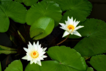 双白莲花背景图片