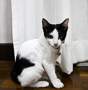 泰国小猫白色哺乳动物家畜脊椎动物猫眼主题动物宠物猫科动物图片