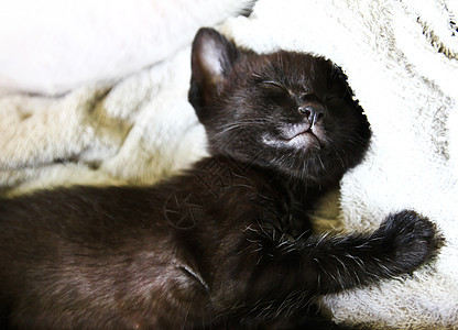 睡觉的猫爪子宠物小地毯沙发哺乳动物腹部童年猫科动物伴侣背景图片