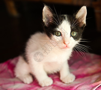 泰国小猫主题猫眼白色脊椎动物宠物哺乳动物猫科动物动物家畜图片