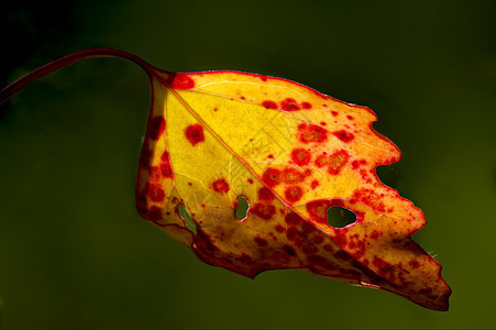 秋天黄色和红色黑色绿色静脉背景图片