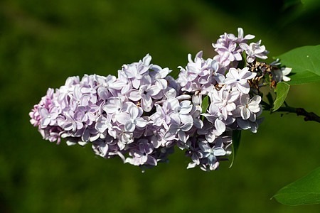 春花园的红木灌木丛雌蕊季节花瓣叶子园艺阳光植物学花园宏观紫色图片