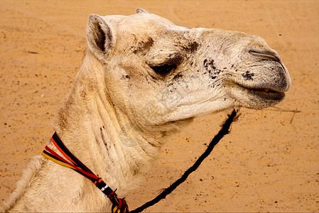 白骆驼白色红色棕色橙子沙丘灰色金子阴影圆圈沙漠图片