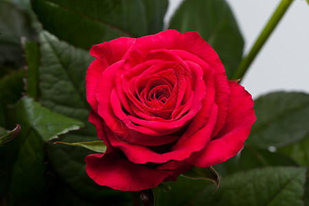 红玫瑰缝合生日婚礼水滴园艺情人植物念日花朵宏观花瓣图片