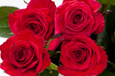红玫瑰宏观念日生日花朵情人水滴花束植物婚礼女性图片