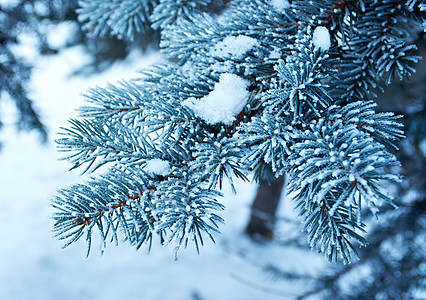 芽树上的冬霜太阳场景季节松树雪堆雪花枞树木头天气墙纸图片